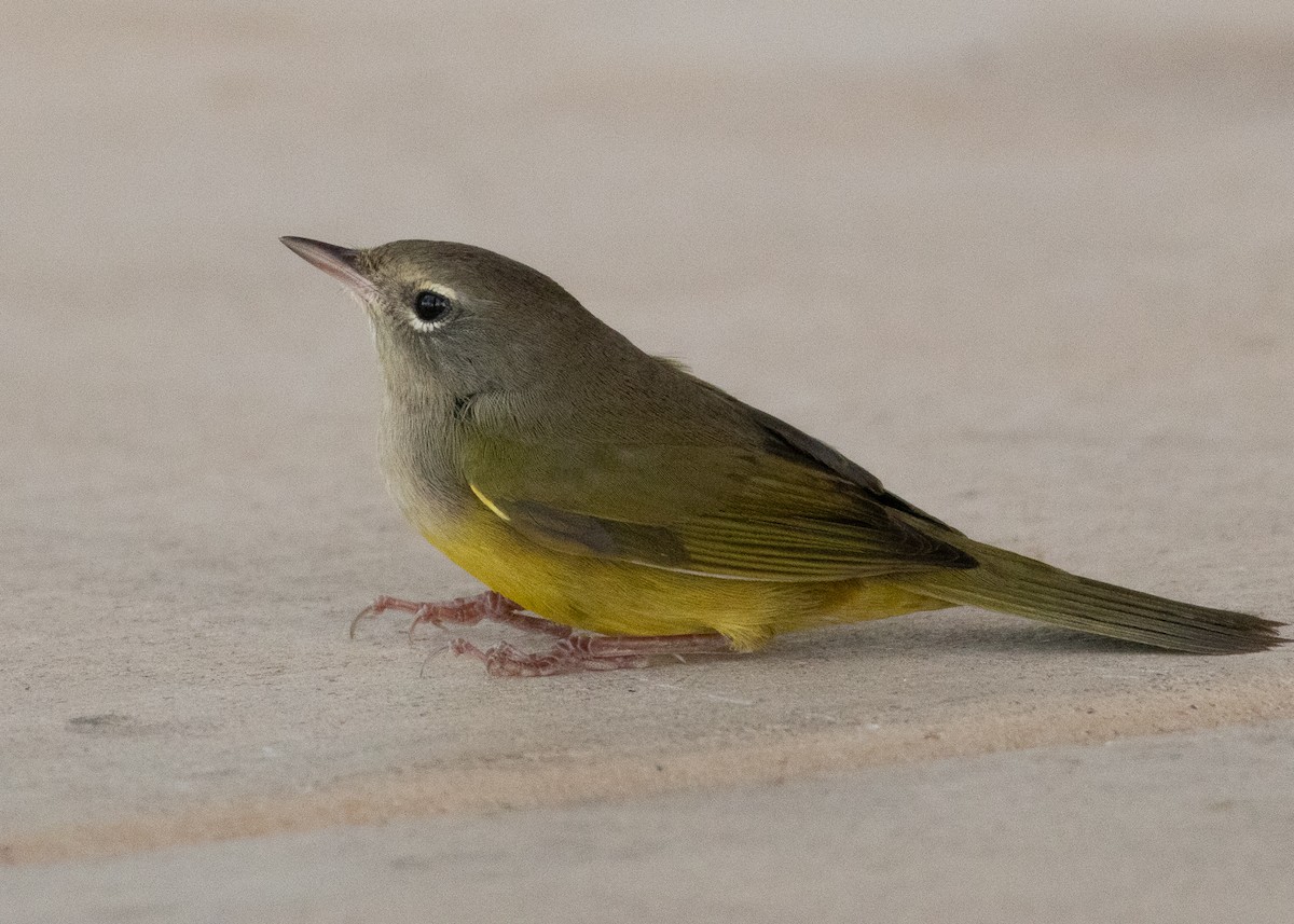 MacGillivray's Warbler - ML608944425