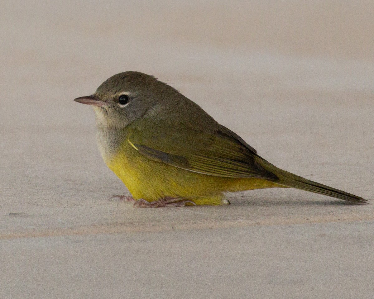 MacGillivray's Warbler - ML608944426