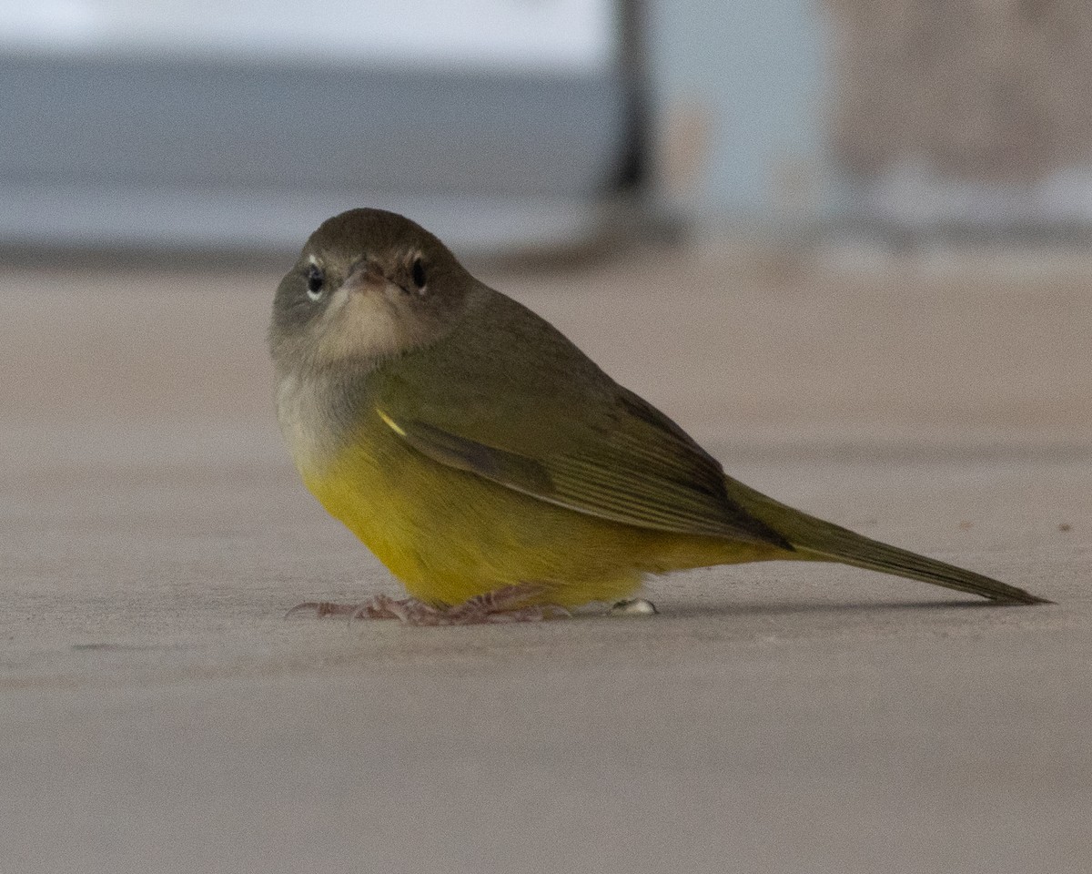 MacGillivray's Warbler - ML608944427