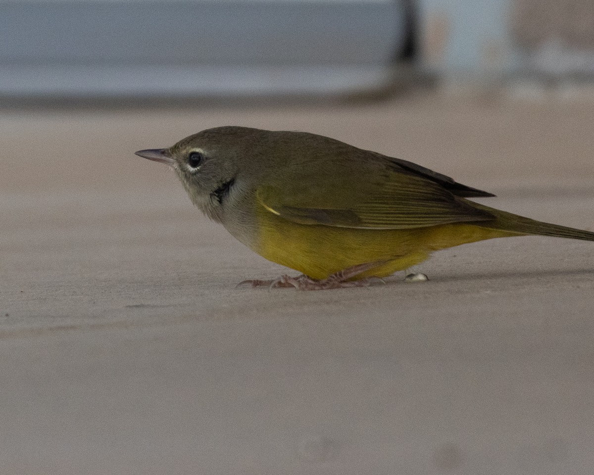 MacGillivray's Warbler - ML608944428