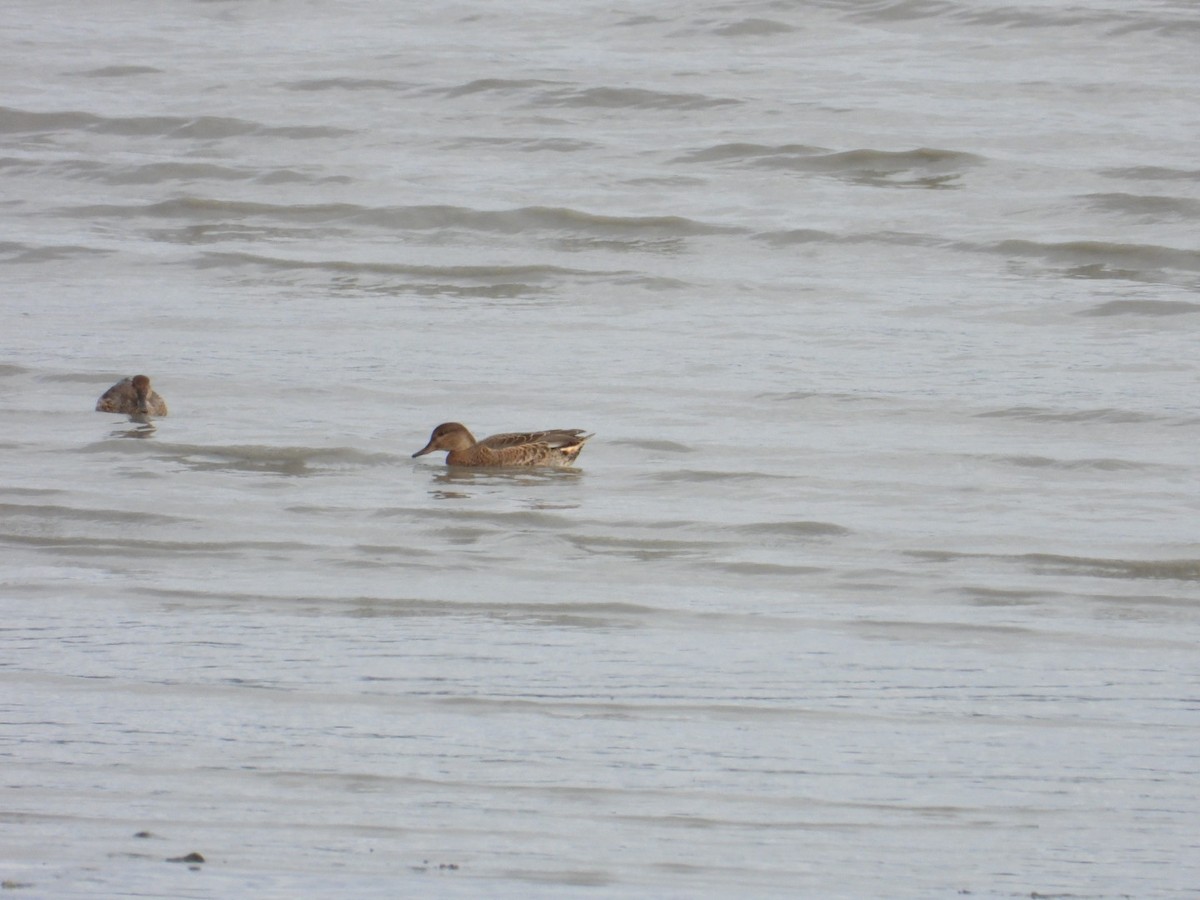 Green-winged Teal - ML608944431