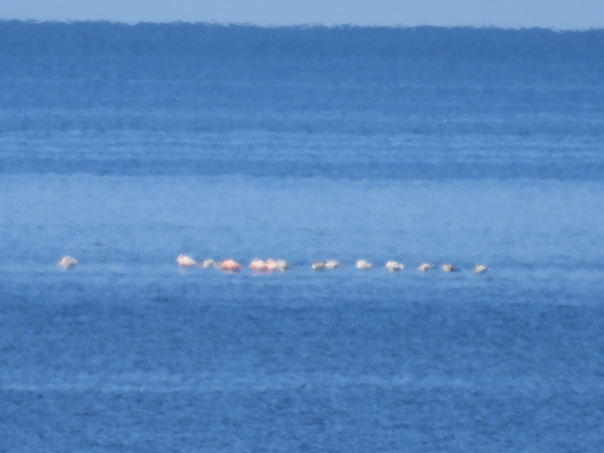 American Flamingo - ML608944432