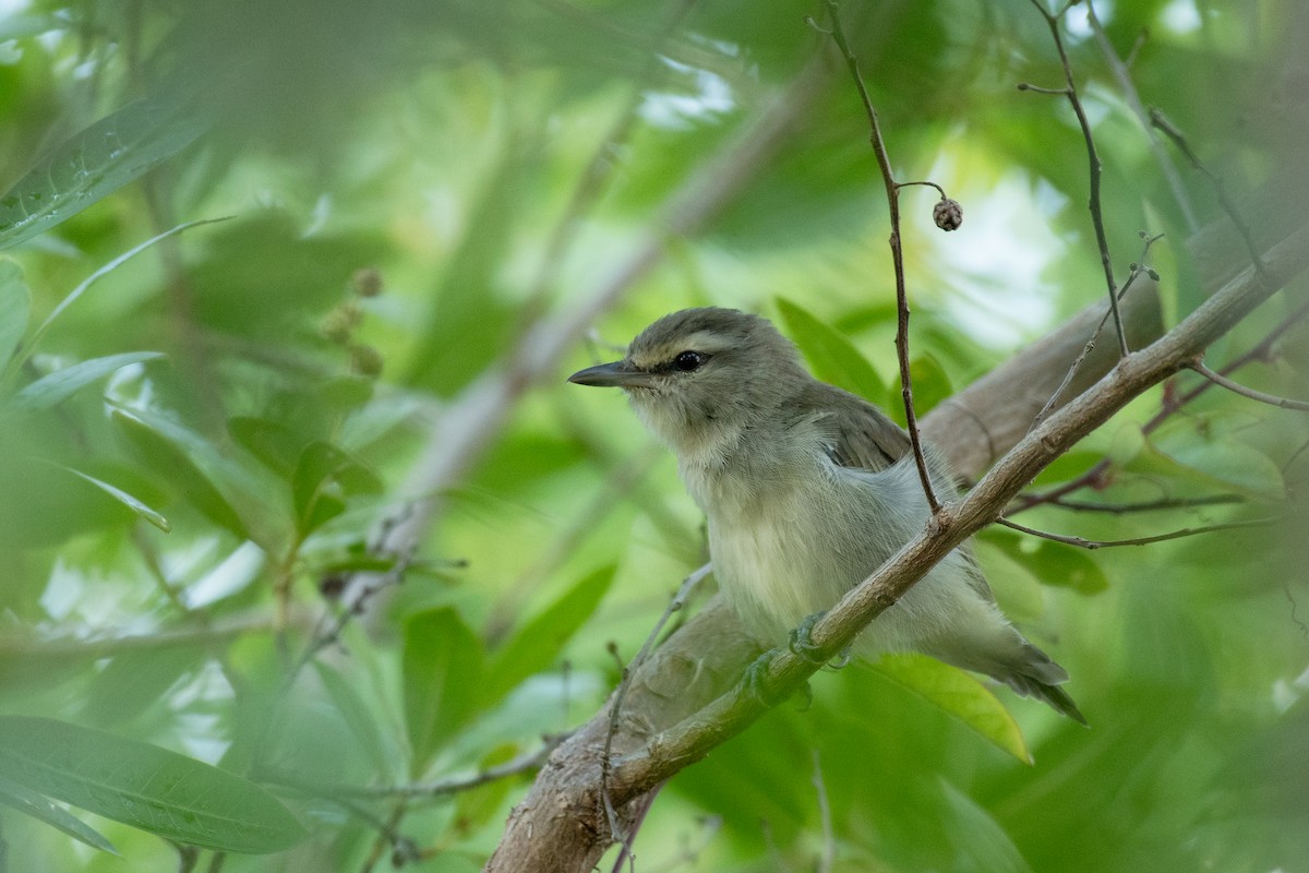 Yucatan Vireo - Alberto Lobato (El Chivizcoyo)