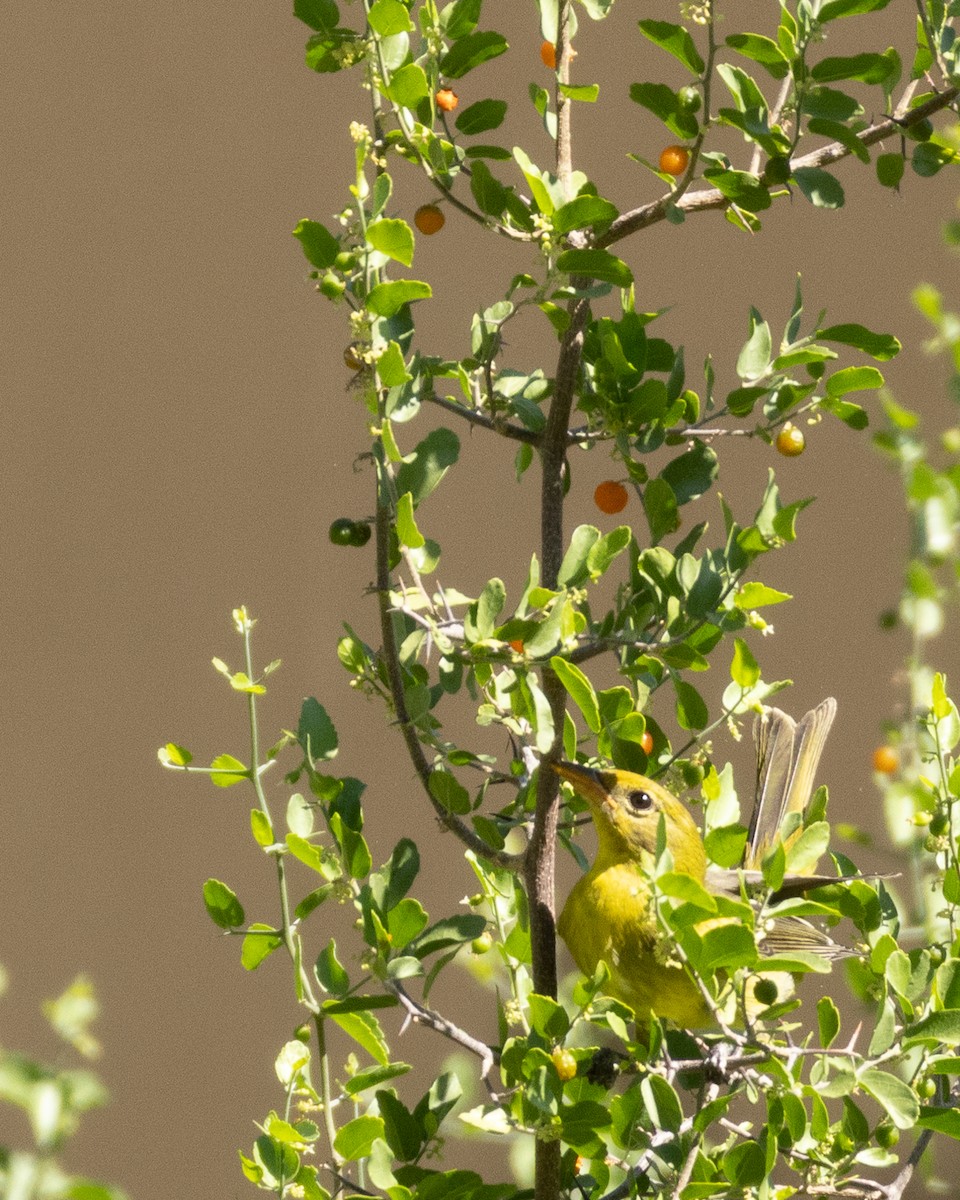 Western Tanager - ML608944458