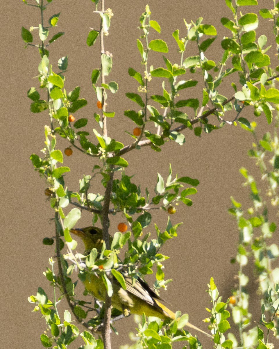 Western Tanager - ML608944459