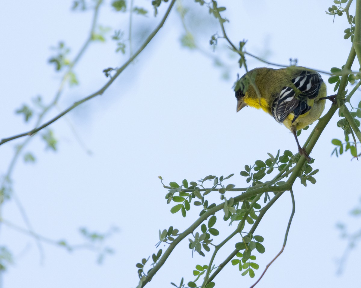 Lesser Goldfinch - Ameya Thatte