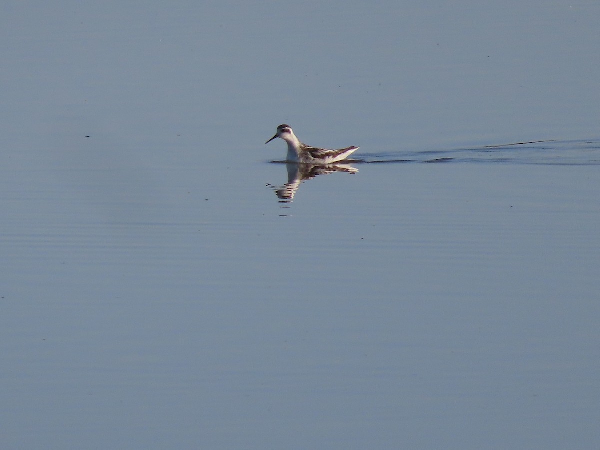 Red-necked Phalarope - ML608944477