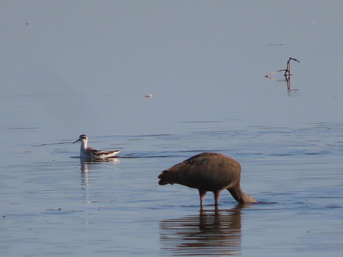 Red-necked Phalarope - ML608944478