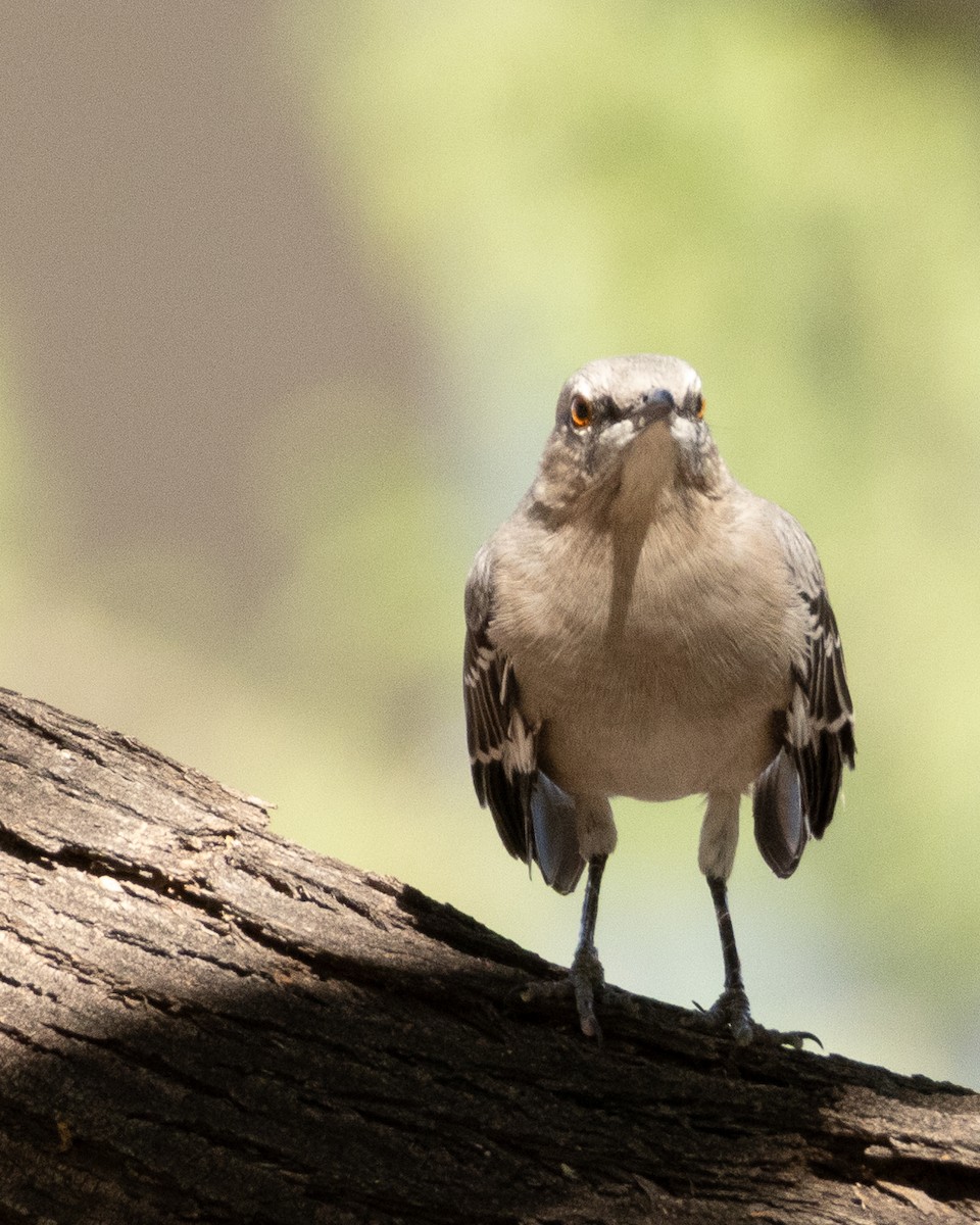 Northern Mockingbird - ML608944510