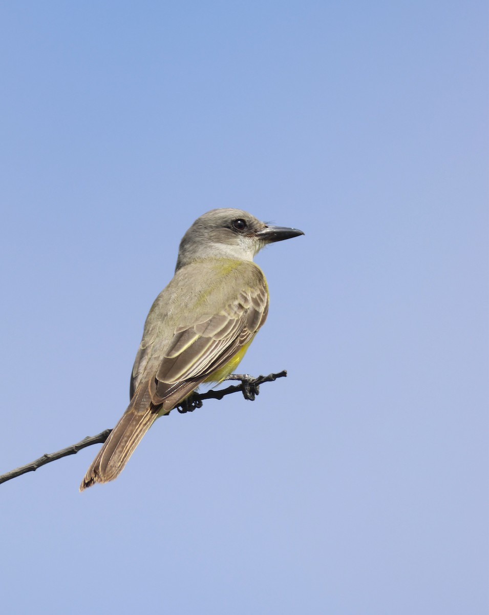 Tropical Kingbird - ML608944560