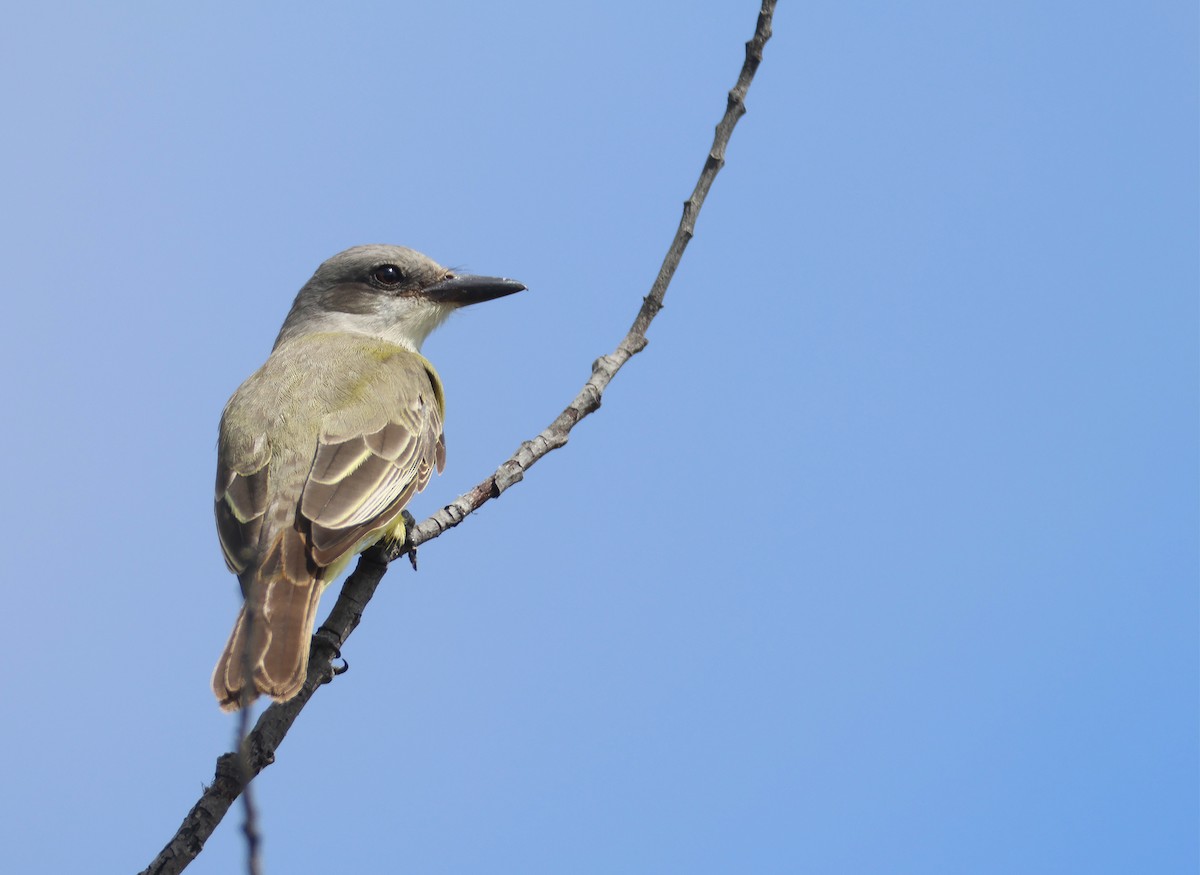 Tropical Kingbird - ML608944570