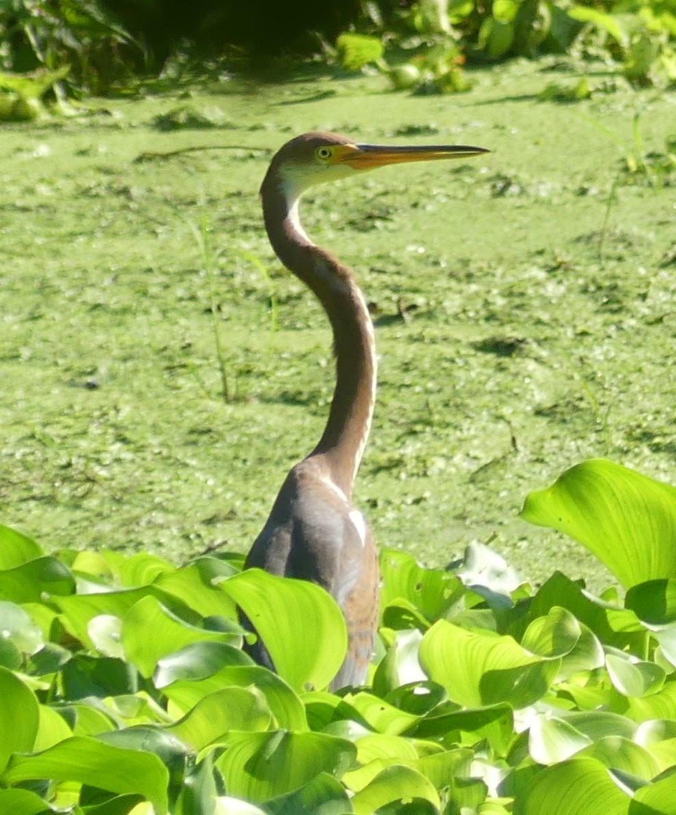 Tricolored Heron - ML608944585