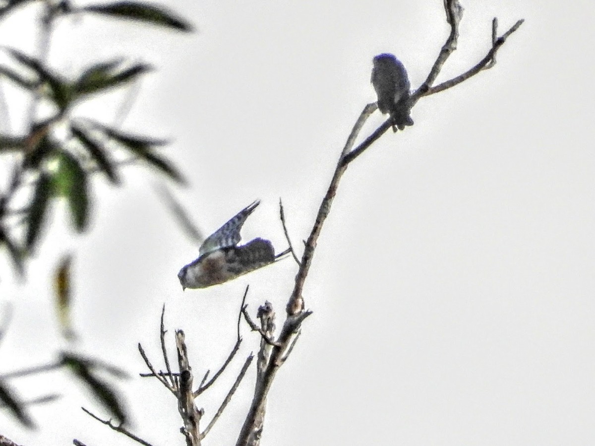 Black-thighed Falconet - Warren Regelmann