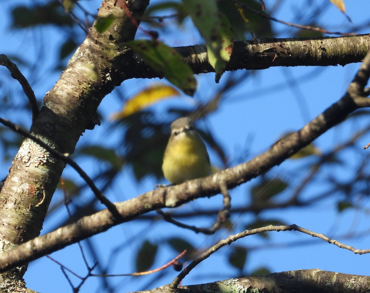 Philadelphia Vireo - ML608944622