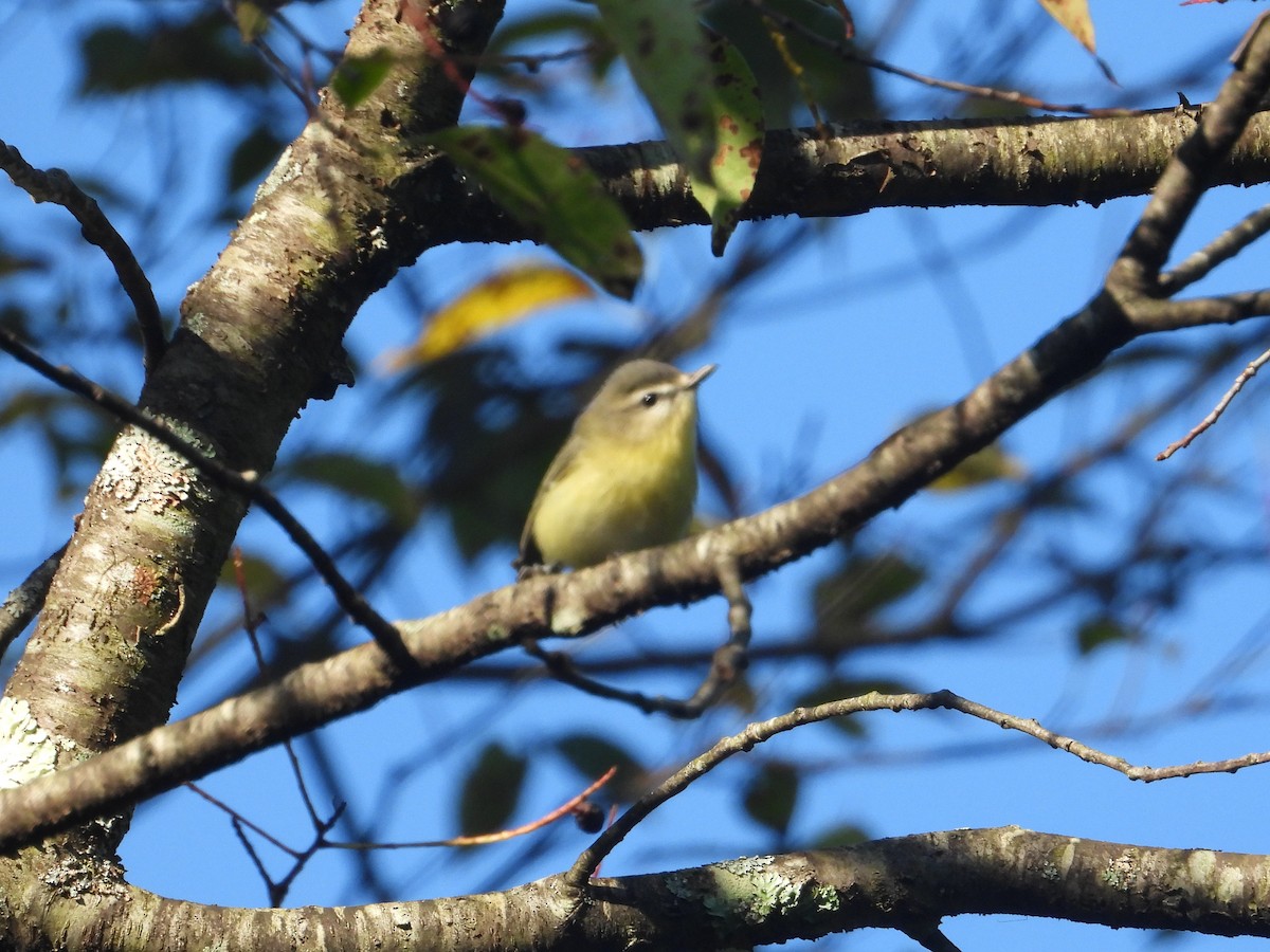 Philadelphia Vireo - ML608944623