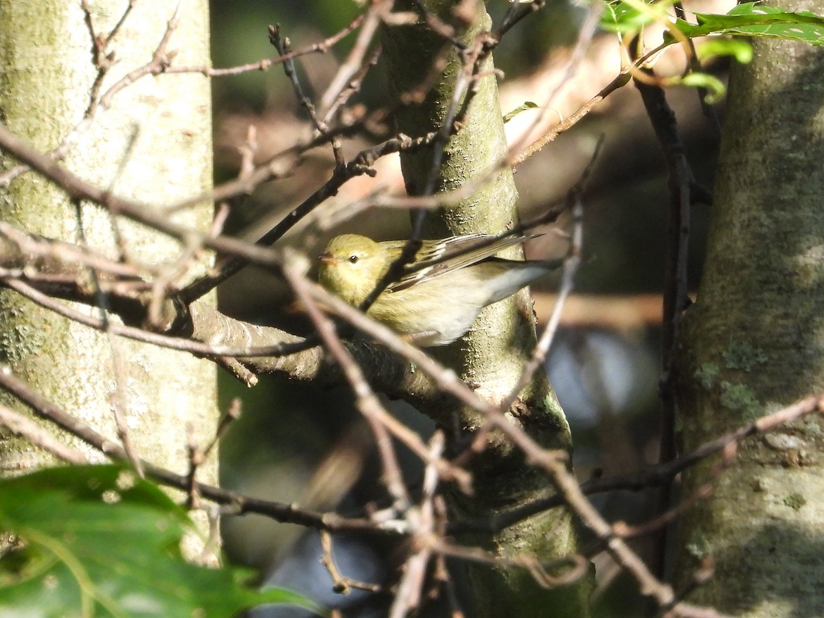 Blackpoll Warbler - ML608944682