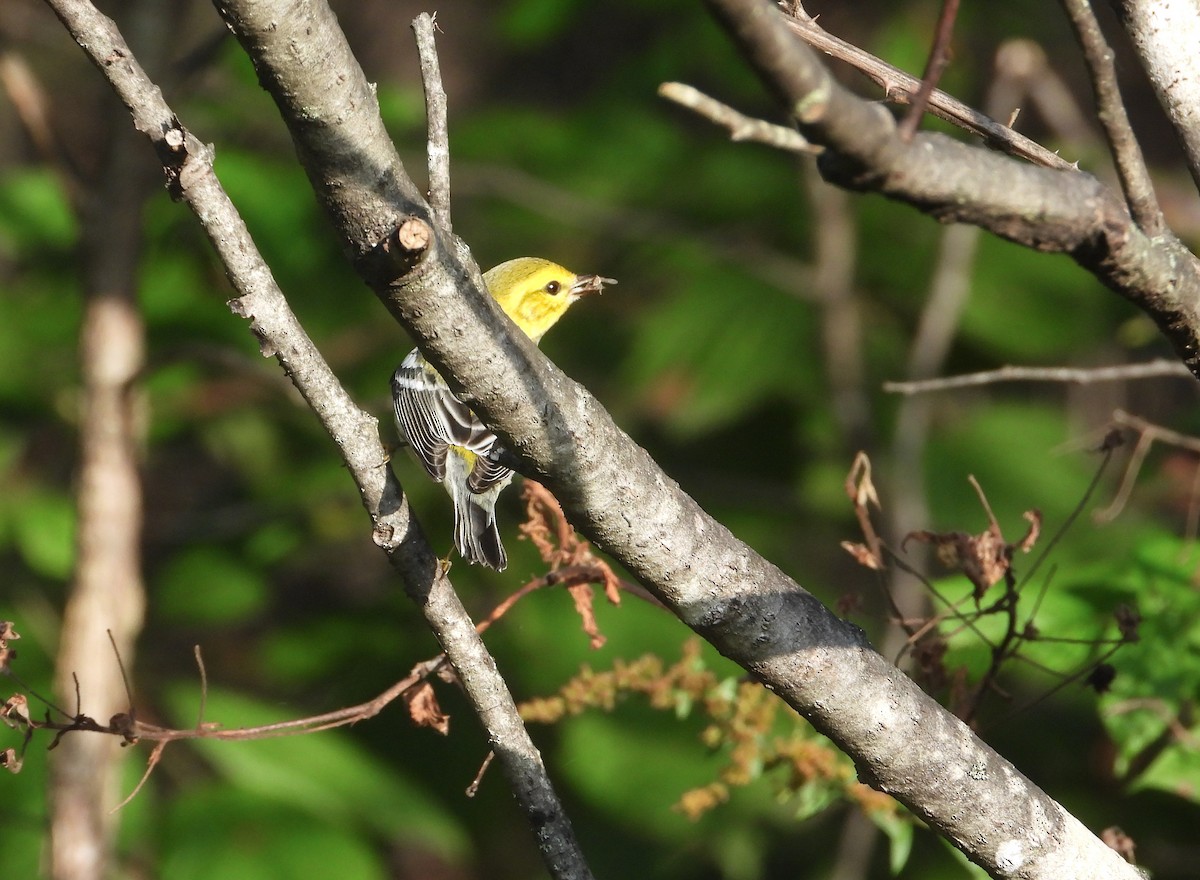 Black-throated Green Warbler - ML608944729