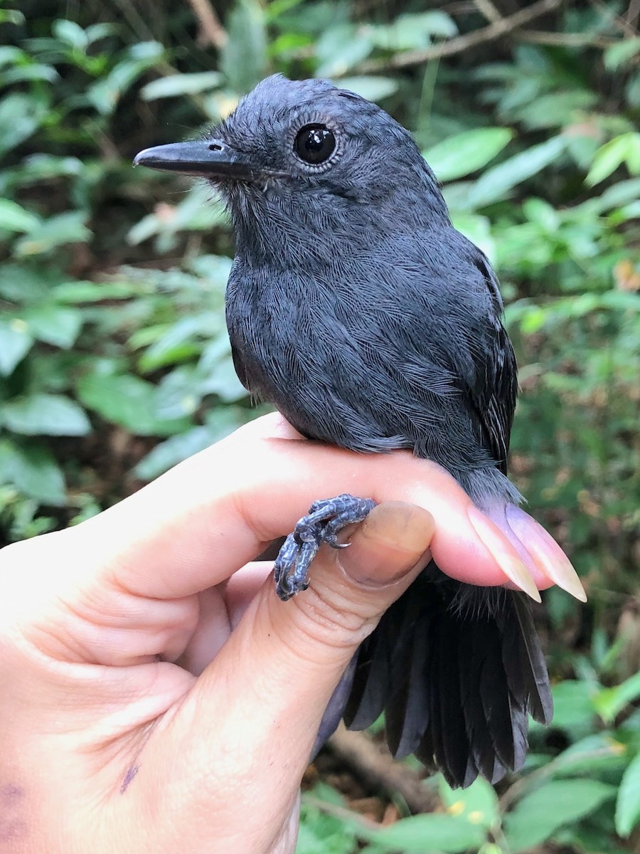 Rio de Janeiro Antbird - LucianoNicolas Naka