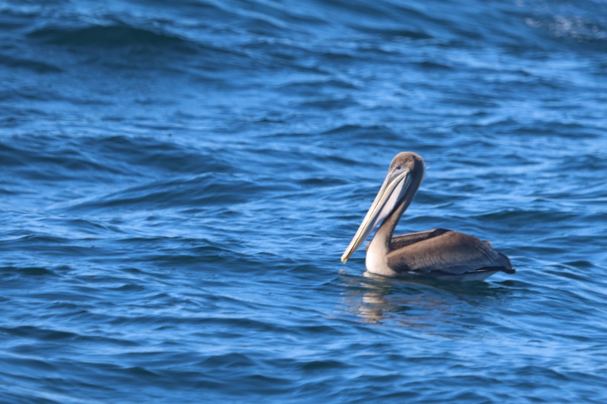Brown Pelican (California) - ML608944824