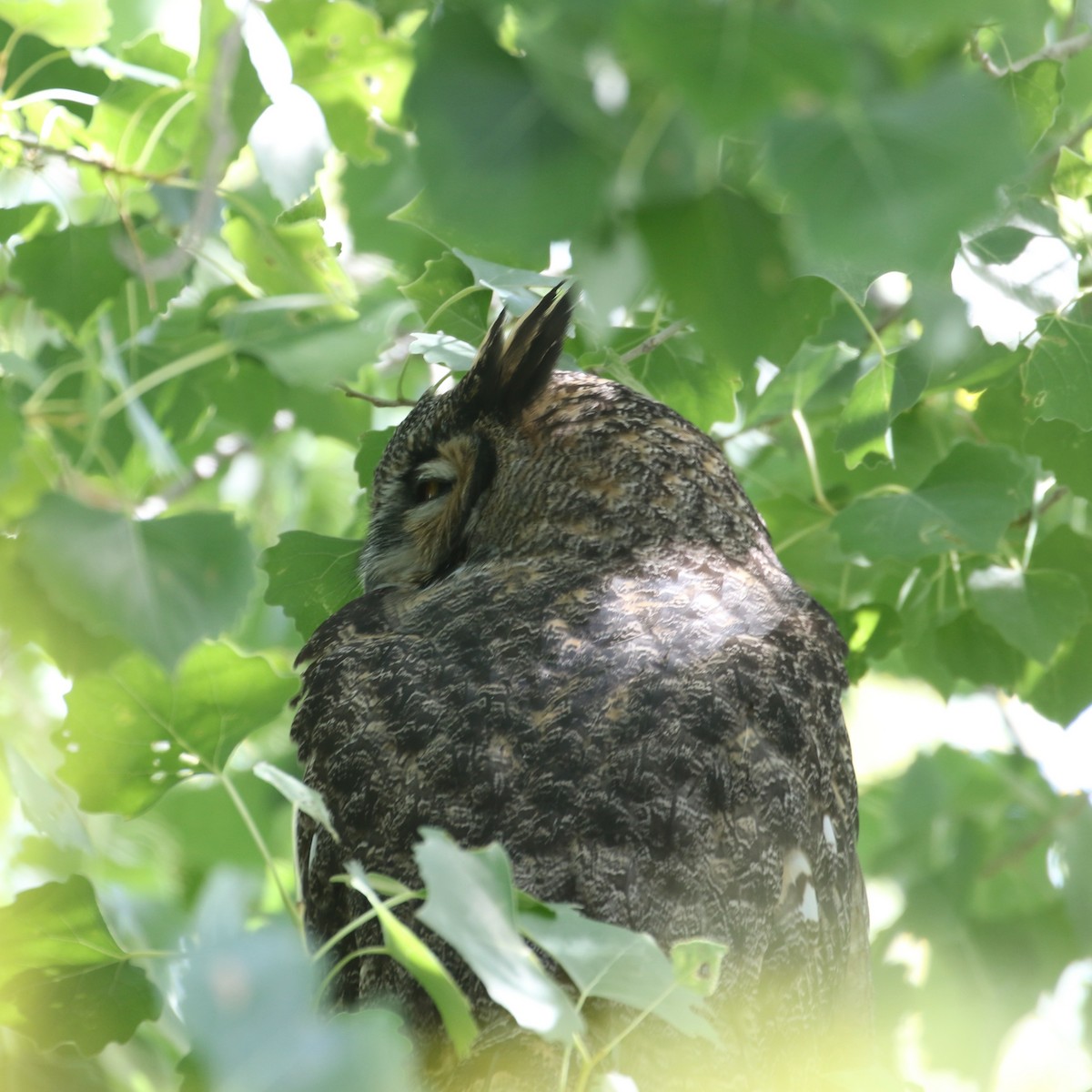 Great Horned Owl - ML608944857