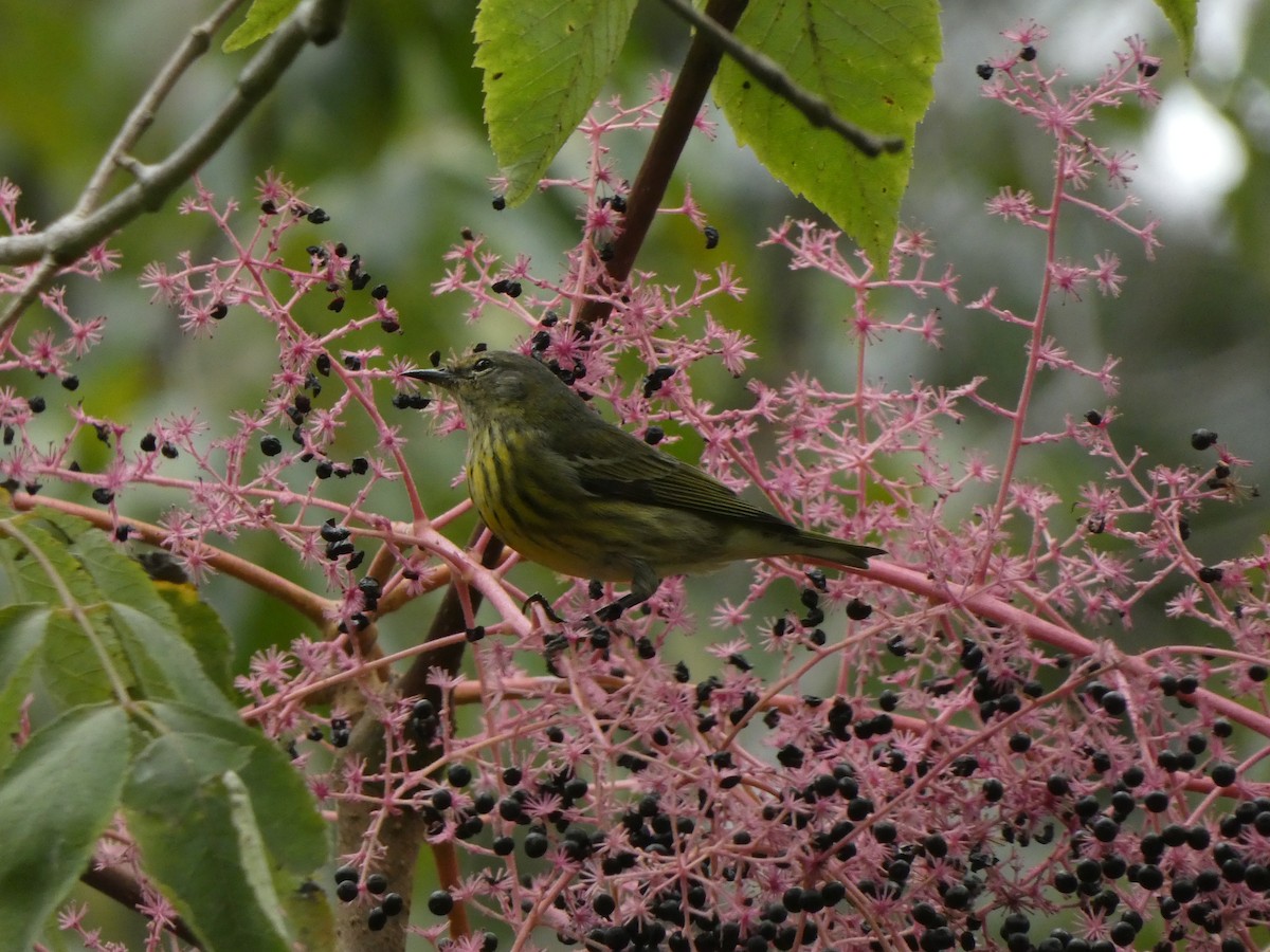 Cape May Warbler - ML608944927
