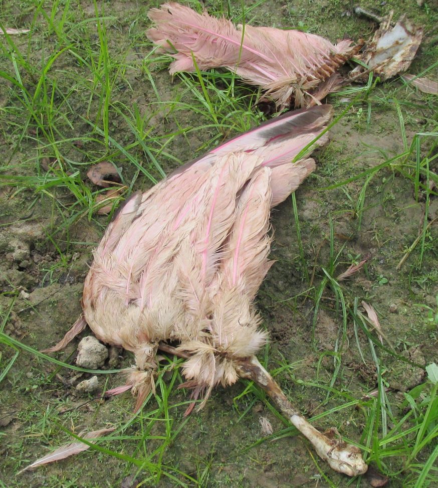 rosenskjestork - ML608944974