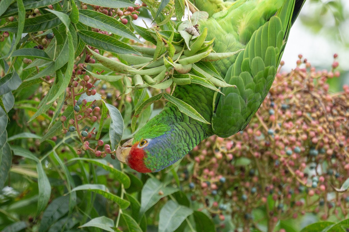 Red-lored Parrot - ML608945167