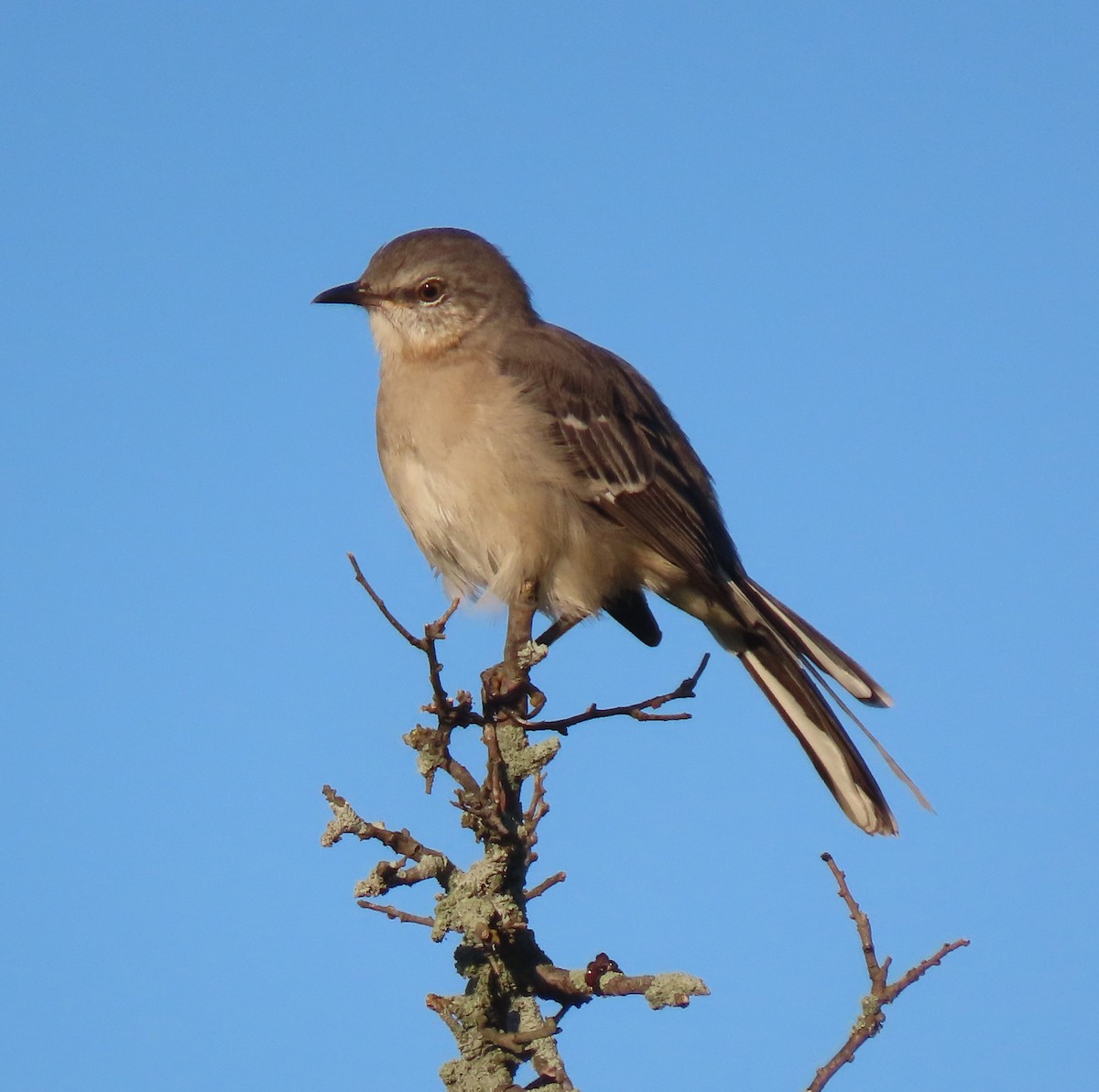 Northern Mockingbird - ML608945173