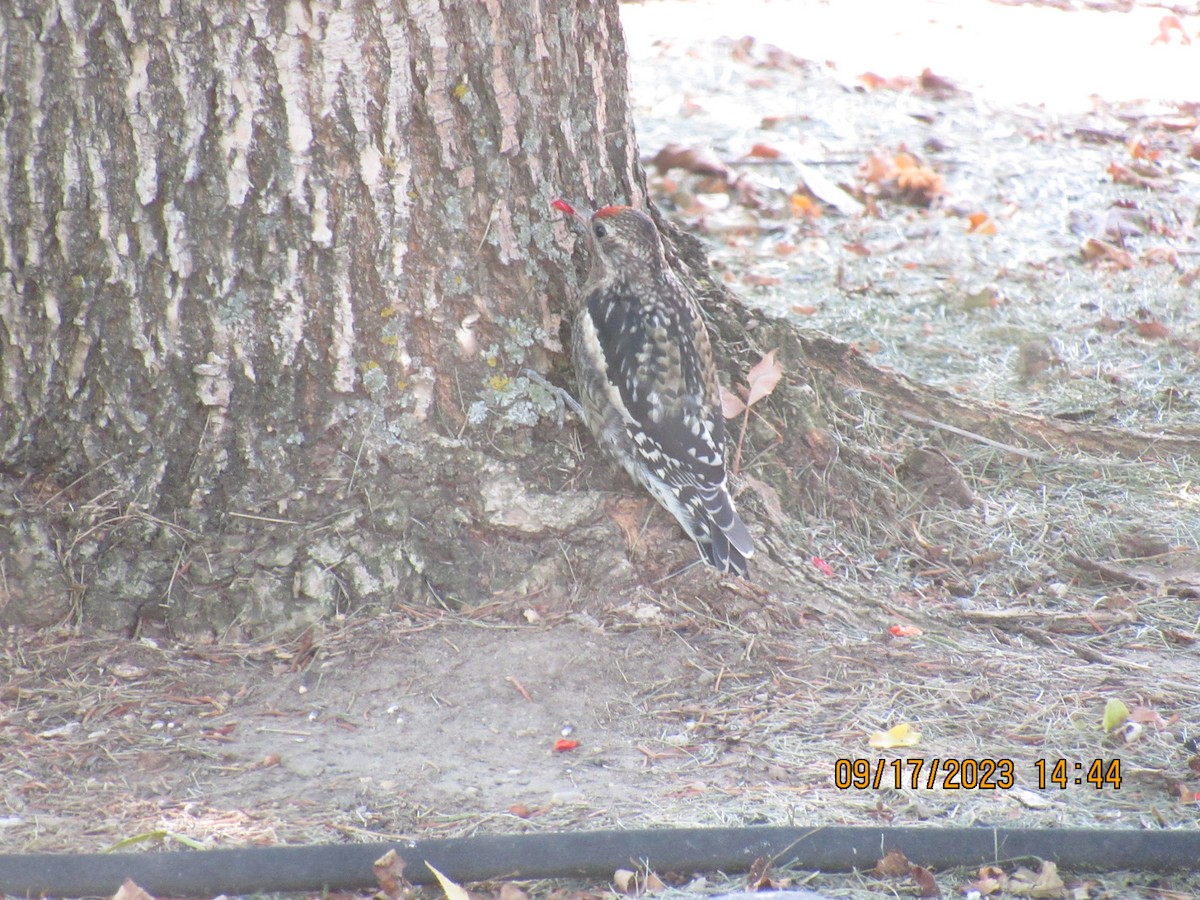 Yellow-bellied Sapsucker - ML608945205