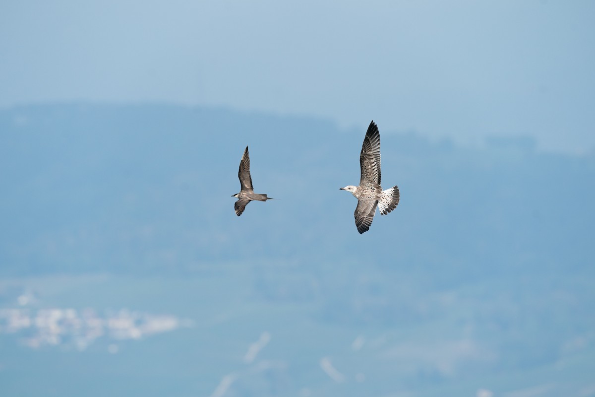 Long-tailed Jaeger - ML608945221