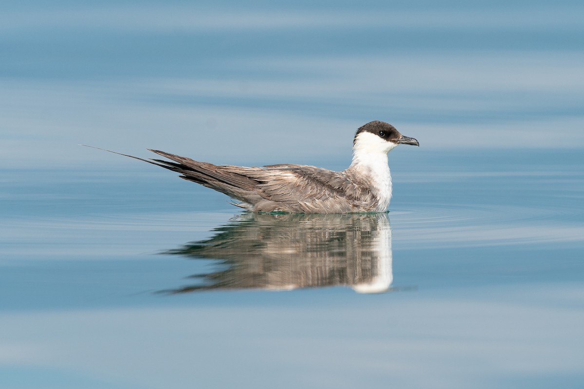 Long-tailed Jaeger - ML608945250