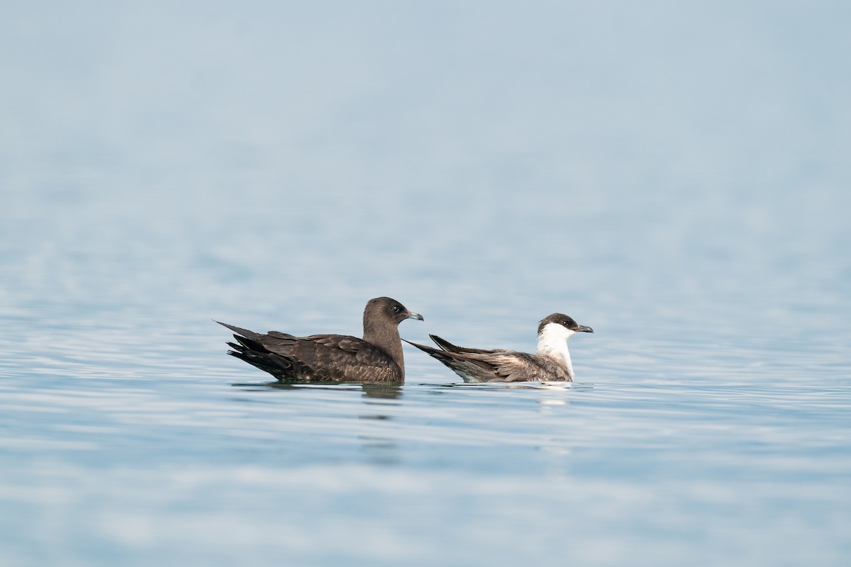 Parasitic Jaeger - ML608945267