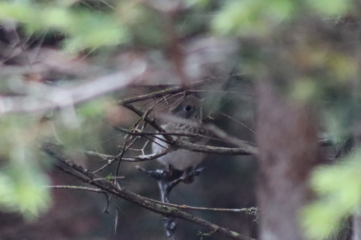 Bicknell's Thrush - ML608945288