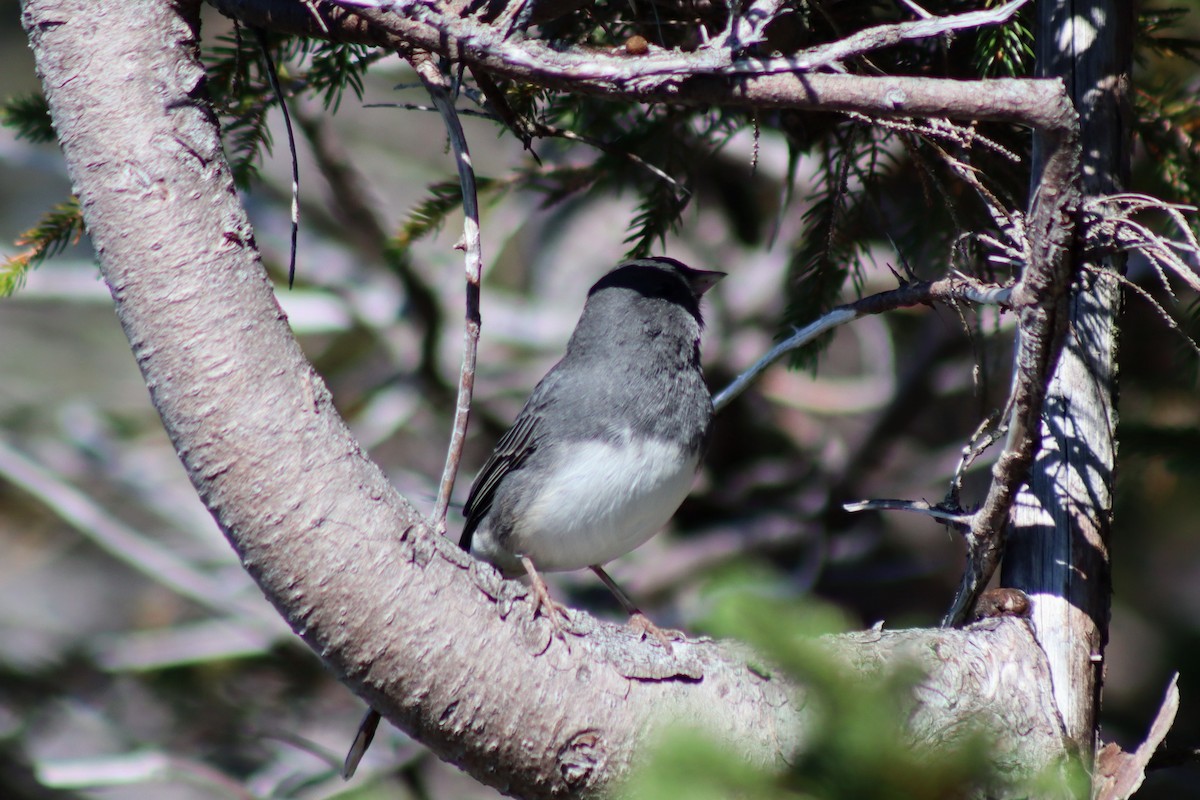 Dark-eyed Junco - ML608945300