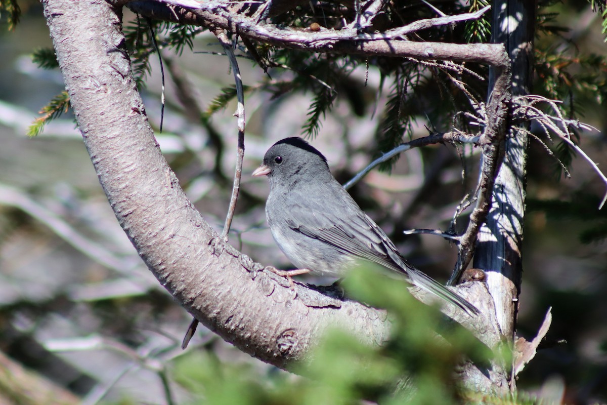 Dark-eyed Junco - ML608945301