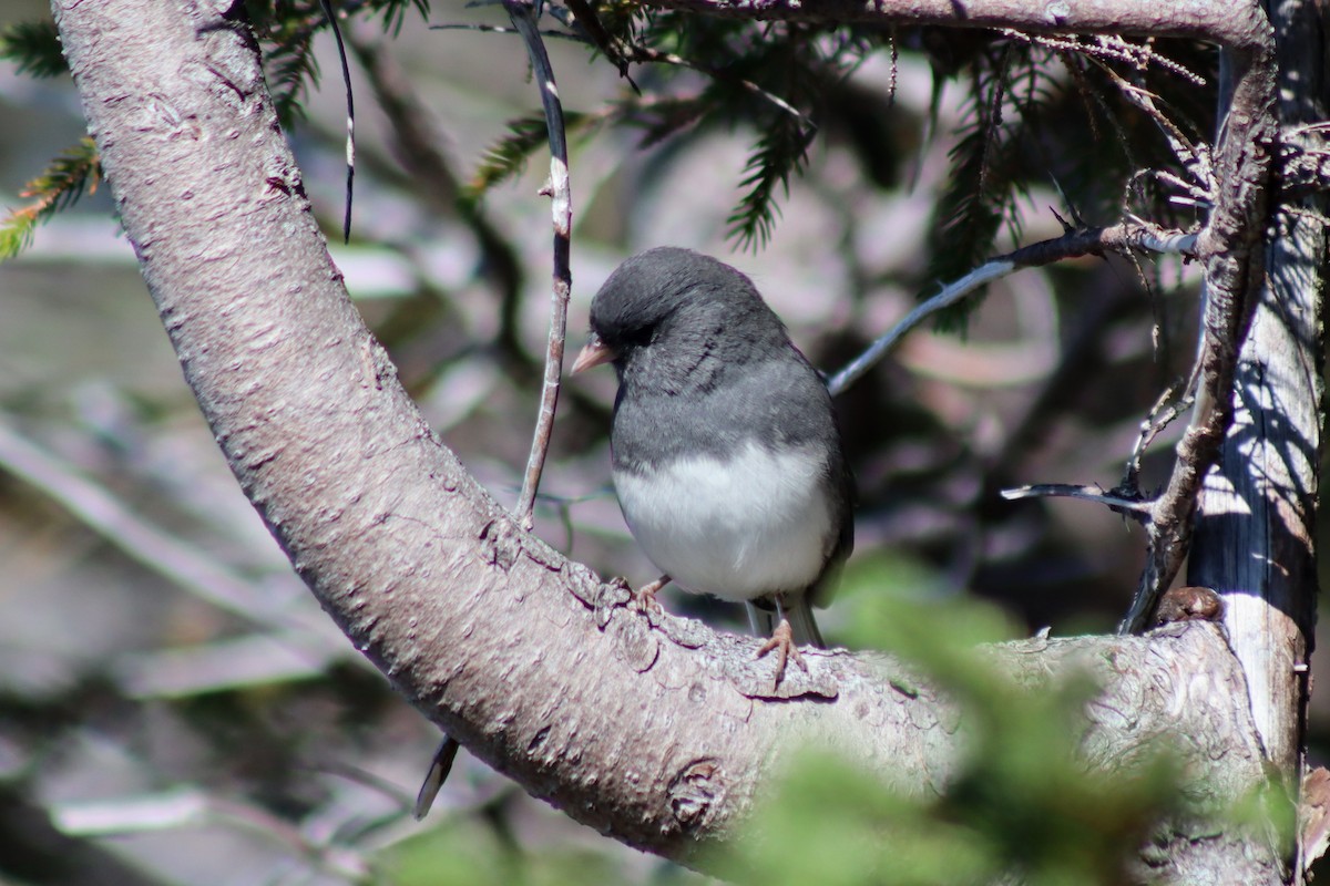 Dark-eyed Junco - ML608945302