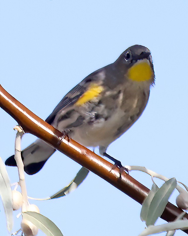 Yellow-rumped Warbler - ML608945490