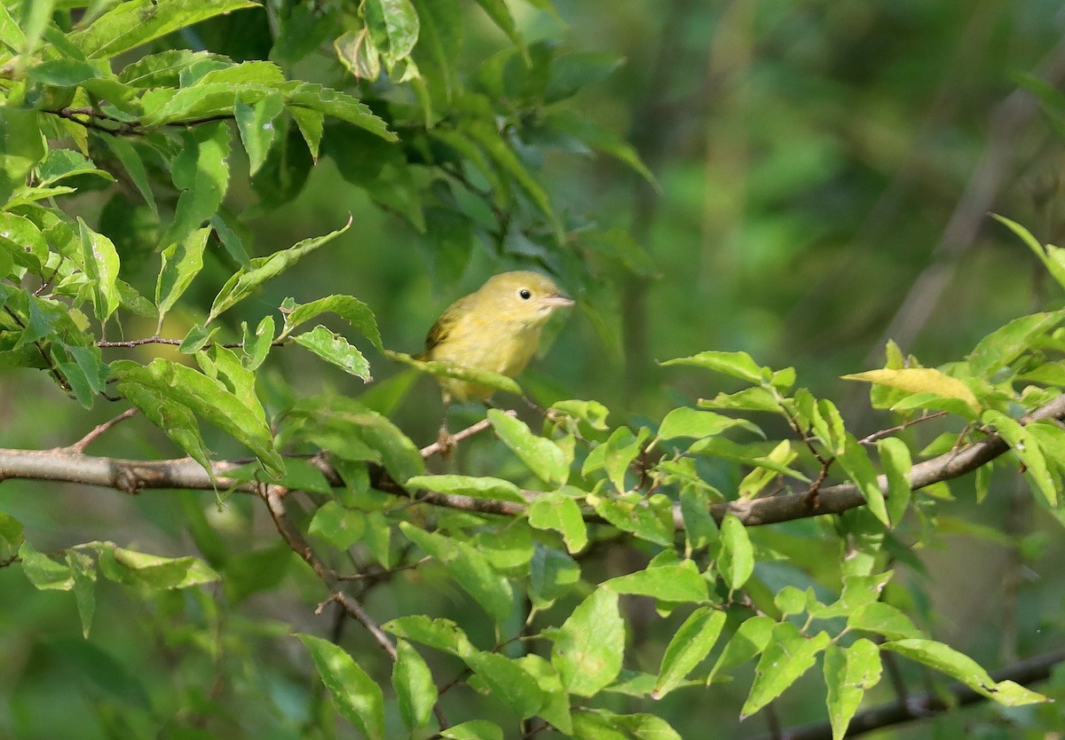 Yellow Warbler - ML608945540