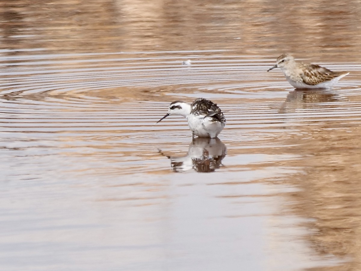 Phalarope à bec étroit - ML608945547