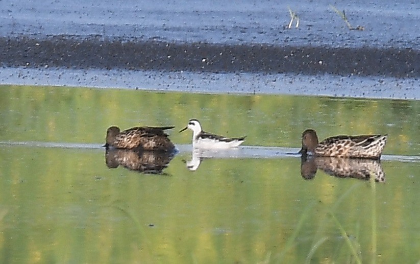 Red-necked Phalarope - Lance Felber