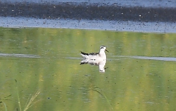 Phalarope à bec étroit - ML608945723