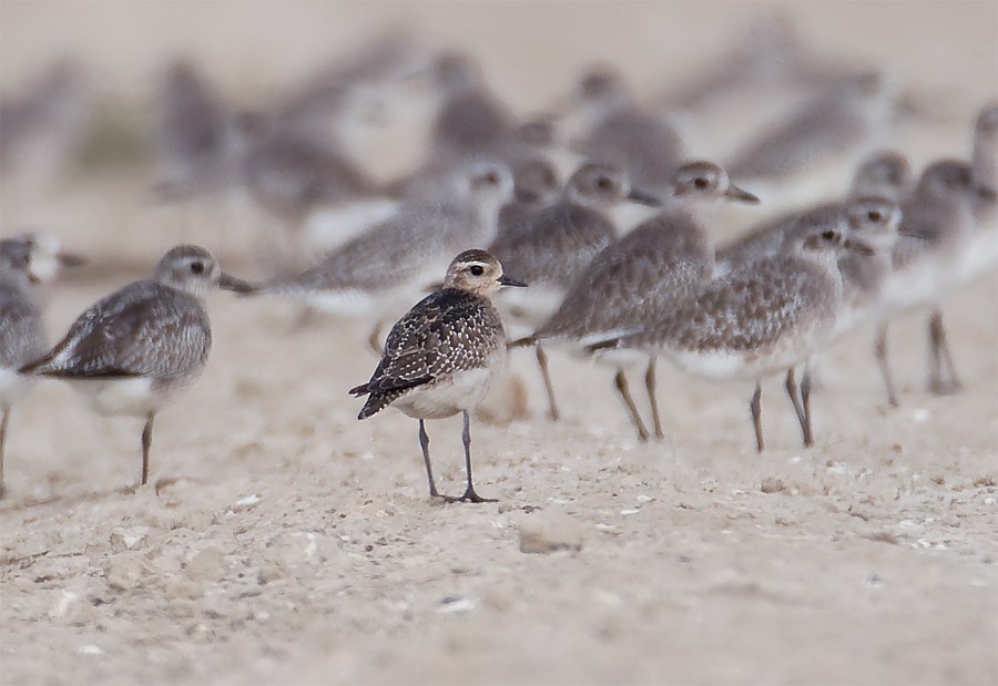 American Golden-Plover - ML608945824