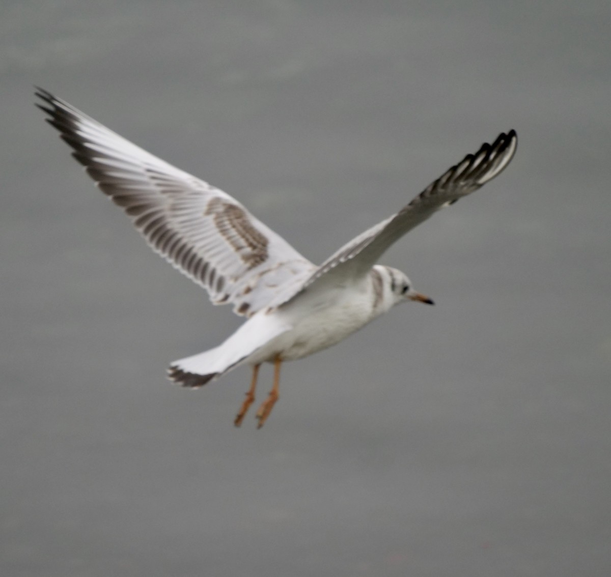 Black-headed Gull - Peter Lowe