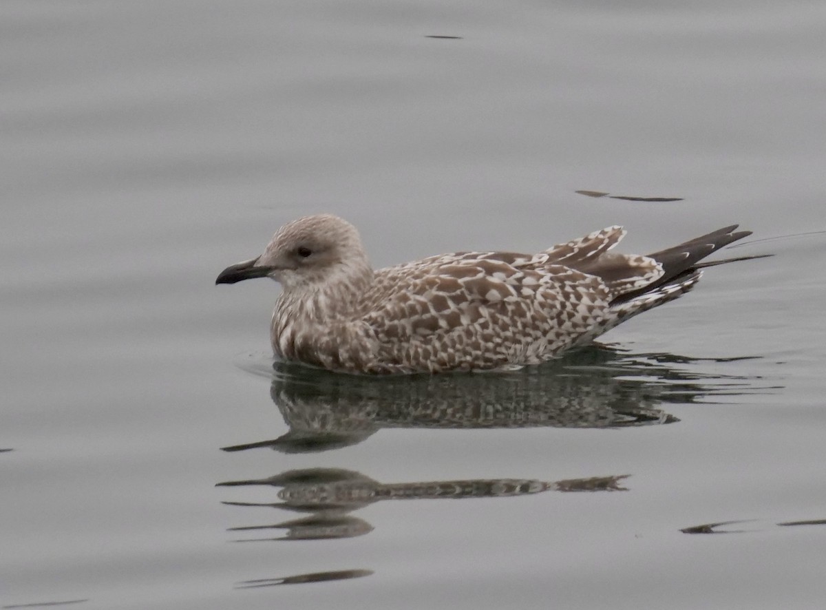 Herring Gull - Peter Lowe