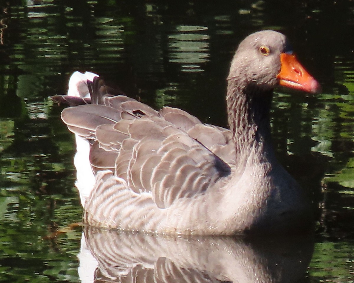 Graylag Goose (Domestic type) - ML608945958