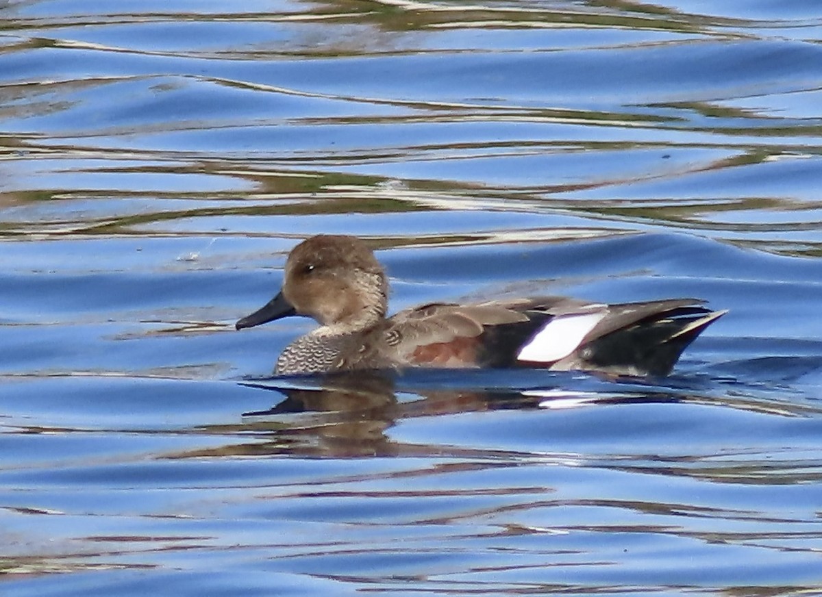 Gadwall - Emily Dunning