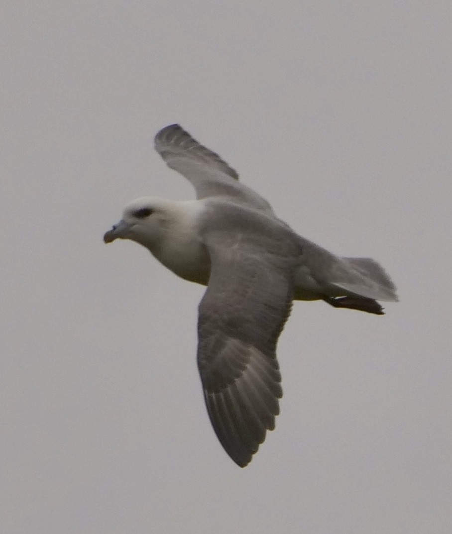 Northern Fulmar - Peter Lowe