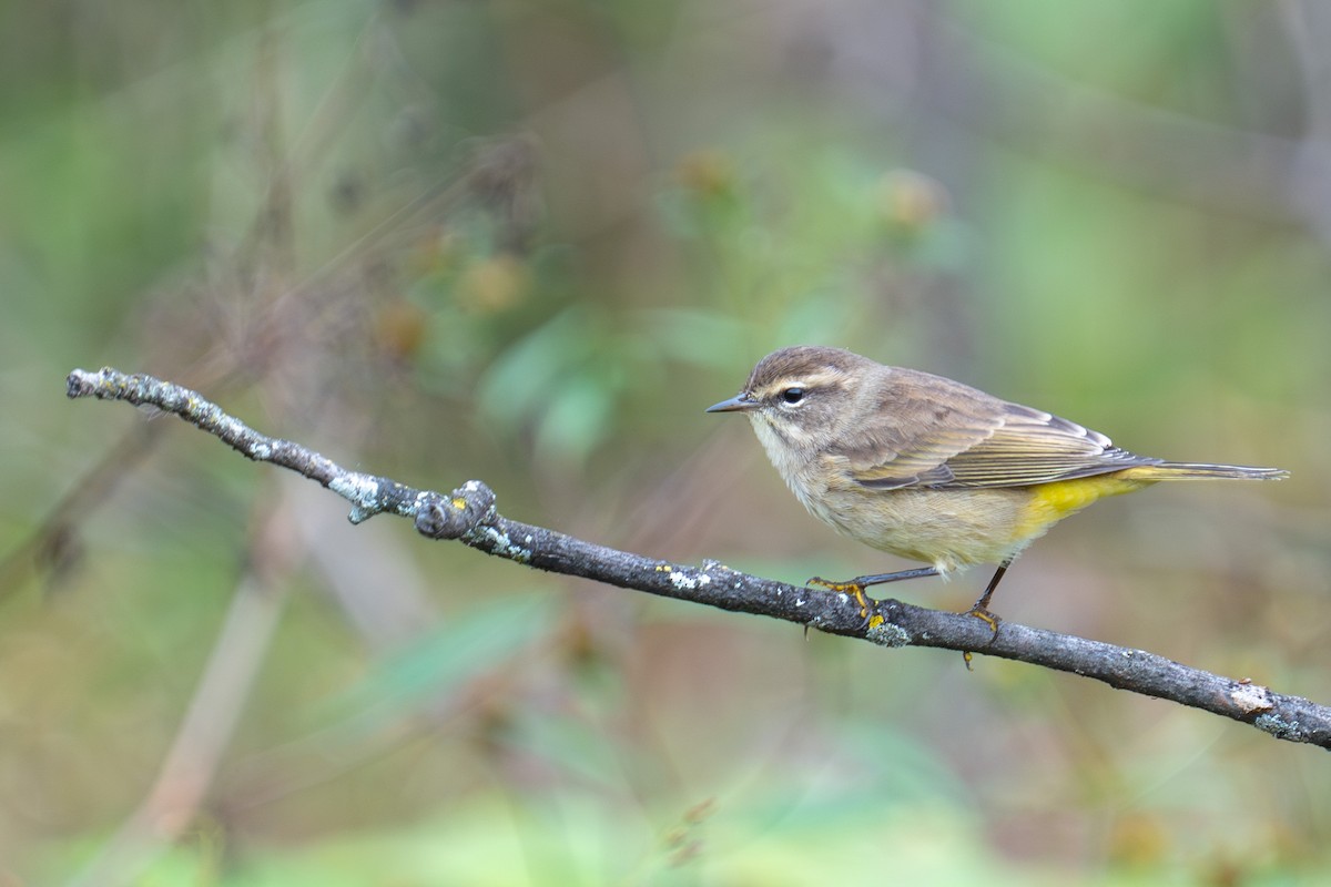 Palm Warbler - ML608946048