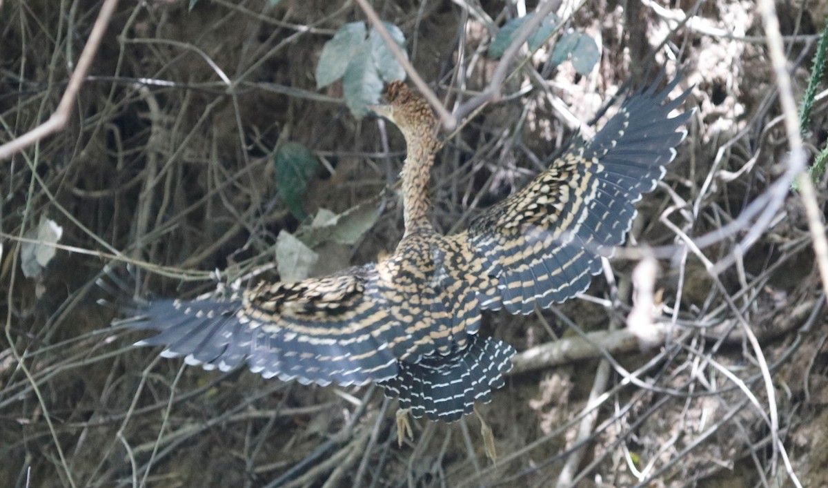 Rufescent Tiger-Heron - ML608946067