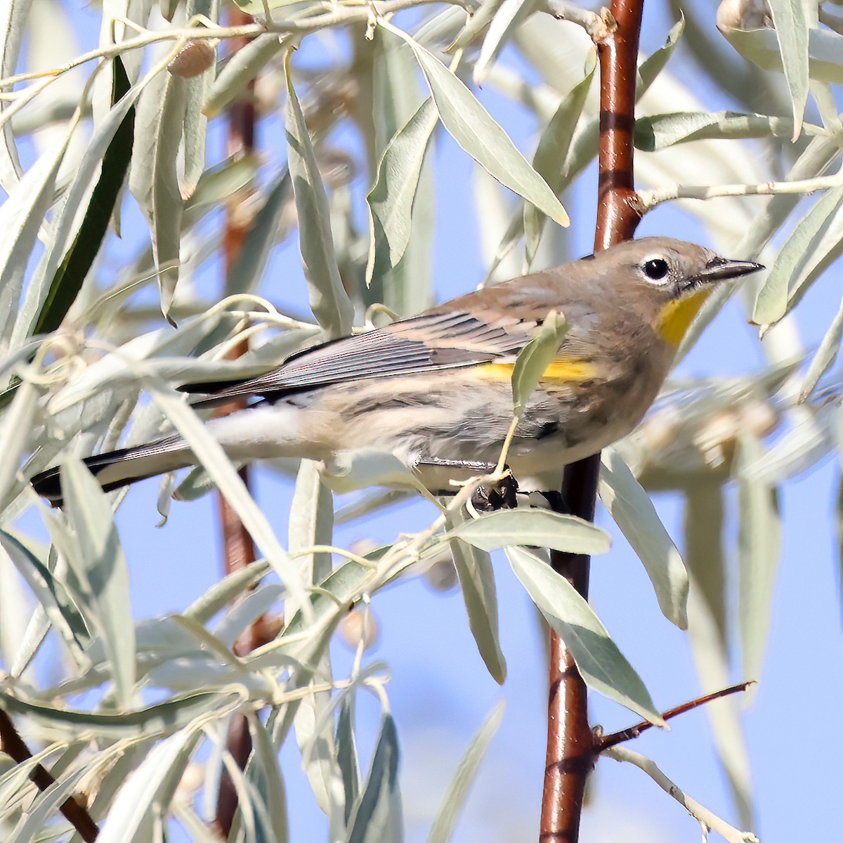 Yellow-rumped Warbler - Jonathan Dowell